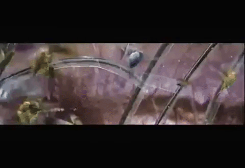 Barbarella