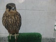 Feathered friends