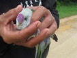 Dr Doolittle