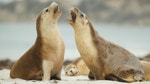 Sneaky Sea Lion
