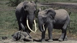 Echo: The Unforgettable Elephant