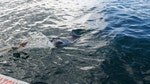 Great White