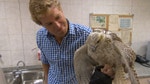 Falcon Hospital