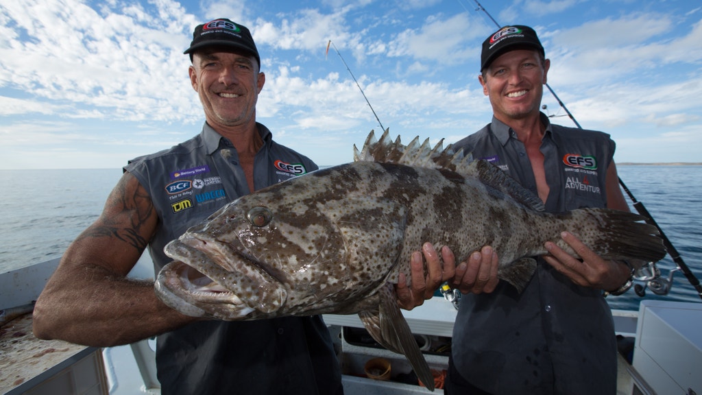 Estuary Cod