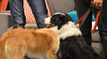 Friendly Dogs