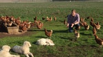 Maremma Sheepdogs