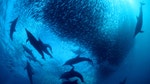 David Attenborough's Nature's Great Events