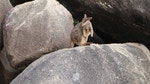 Animal Spotting