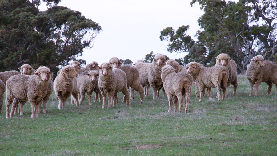 Barossa Lamb