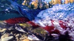 David Attenborough's Nature's Great Events