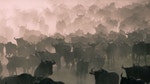 David Attenborough's Nature's Great Events