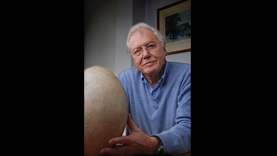 David Attenborough's The Giant Egg