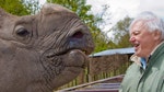 David Attenborough's Natural Curiosities