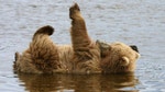 David Attenborough's Nature's Great Events