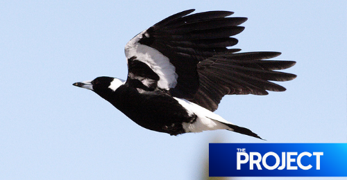 How To Wing It During National Bird Week