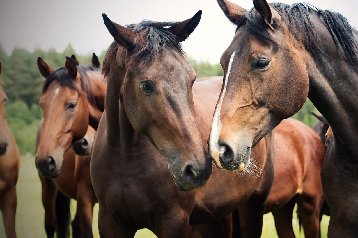 Victoria Racing Club Equine Welfare Update