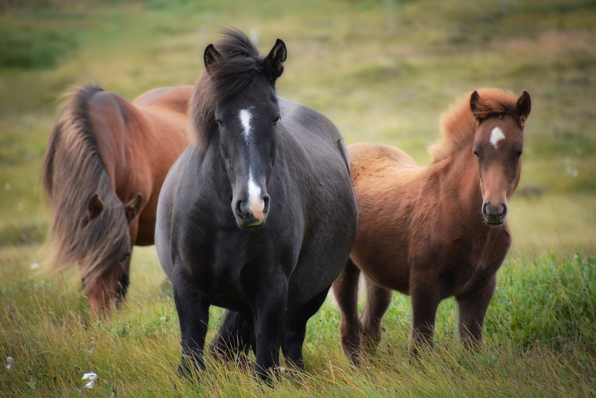 Thanks To Science, We Now Know That Horses Recognise Themselves In A Mirror