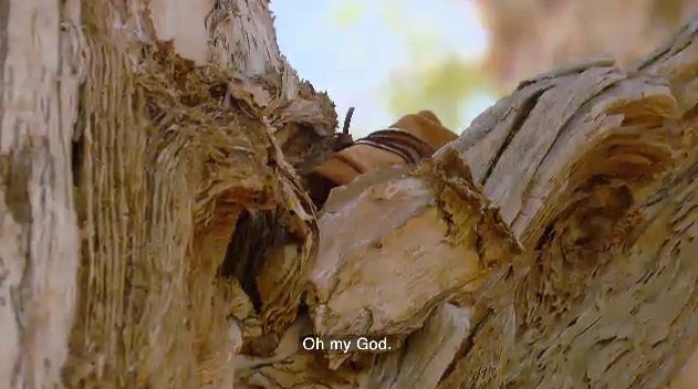 Simon mees immunity idol