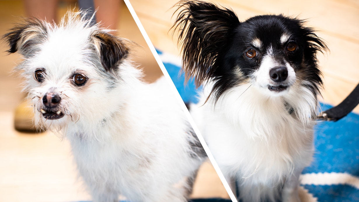 Meet Zoe and Buster
