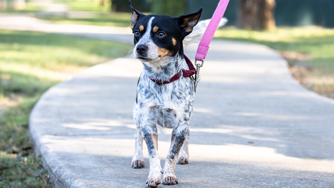 Kelpie x hot sale fox terrier