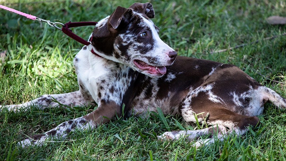 Australian sales catahoula dog