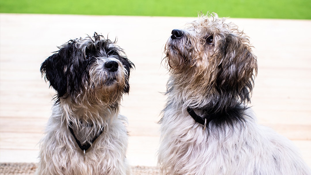 Meet Alfonso and Lorenzo