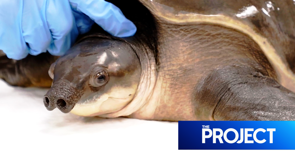 Internet Rallies Around Trolled Pig-Nosed Turtle Named Funzo