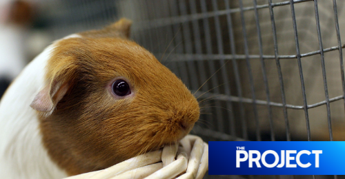 Pet Store Fail: Mom Buys Pregnant Guinea Pig