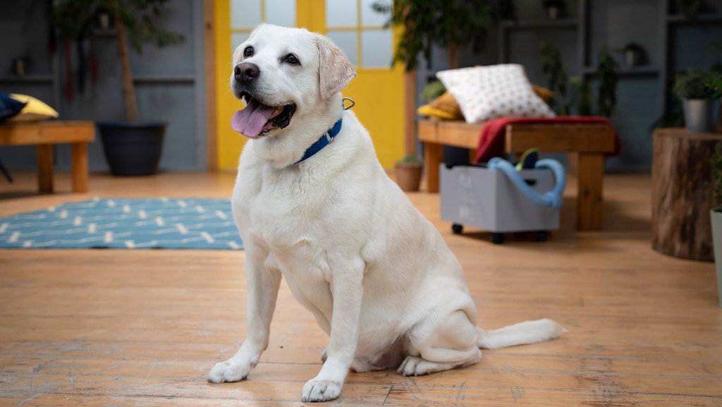 how-big-should-a-dog-house-be-for-a-labrador