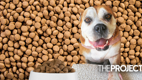 Are You Feeding Your Dog Too Often? Study Reveals How Often a Dog