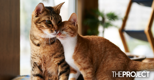 Study Shows Cats May Recognise Other Cats’ And Humans’ Names