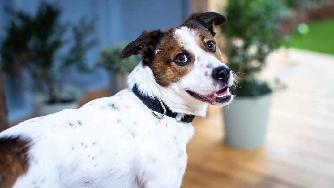 australian shepherd mix with jack russell terrier