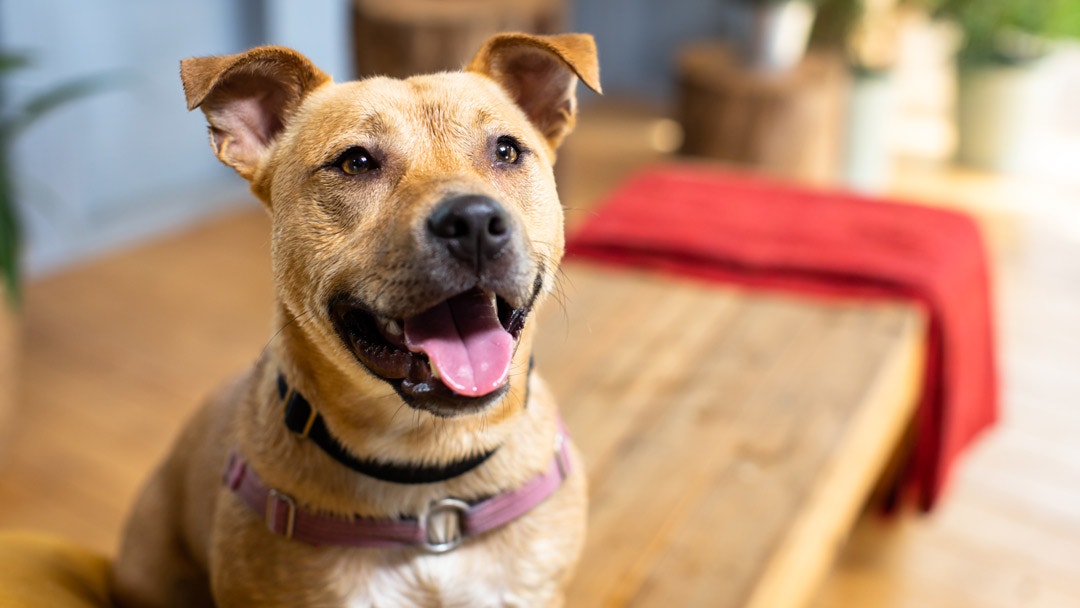 Staffy cross jack store russell