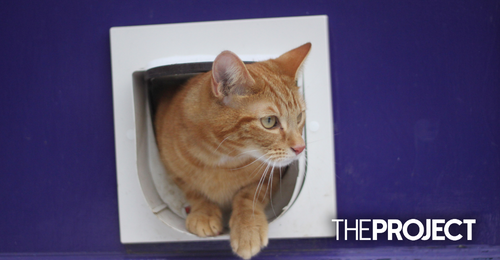 Cat flap clearance that detects prey