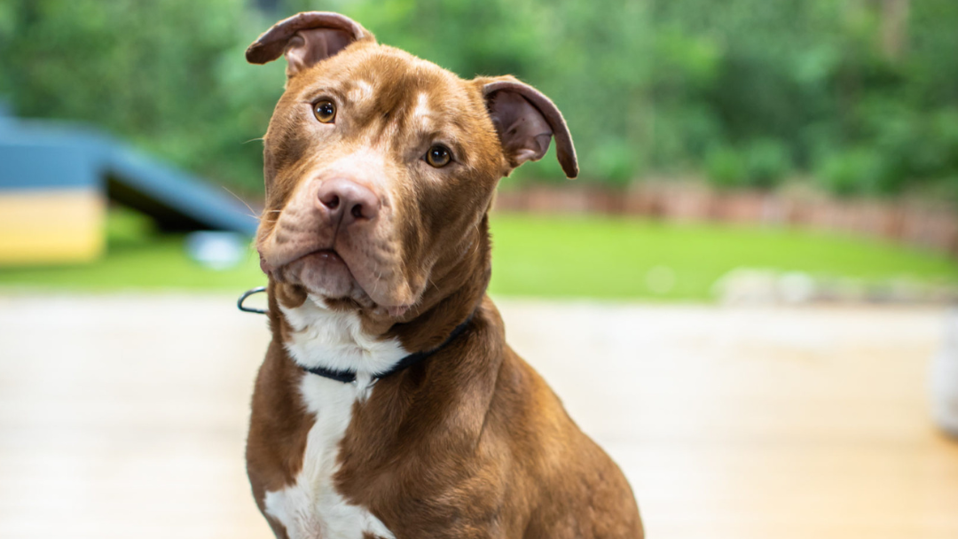 A Hard Part Of The Job': The Emotional Ups and Downs Of Fostering A Dog - Network Ten A Hard Part Of The Job': The Emotional Ups and Downs Of Fostering A Dog - Network Ten