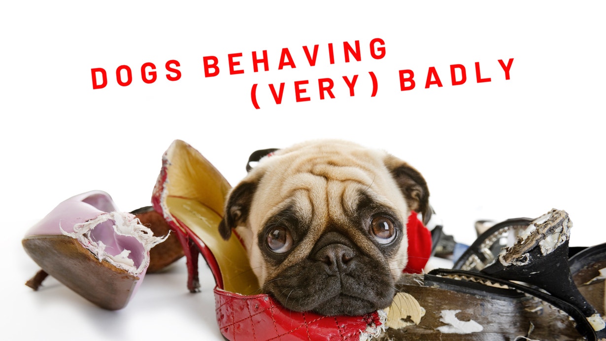 Turning Problem Pooches Into Pristine Pets: Dogs Behaving (Very) Badly With Graeme Hall