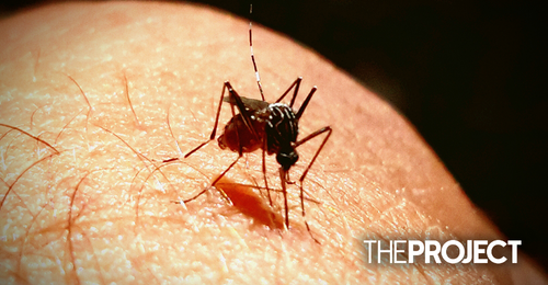 Experts Predict Huge Increase In Mozzie Numbers This Summer Thanks To  Flooding - Network Ten