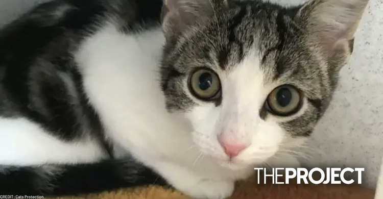 Animal Charity Discovers Homeless Kitten That Is Neither Male nor Female - Network Ten Animal Charity Discovers Homeless Kitten That Is Neither Male nor Female - Network Ten