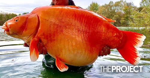 British Angler Catches World's Largest Goldfish And It's A Biggie