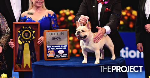 An Adorable French Bulldog Named Winston Has Won The National Dog Show ...