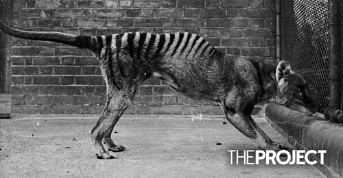 The Remains Of The Last Tasmanian Tiger Have Been Located In A Cupboard, Ending One Of Australia's Biggest Mysteries