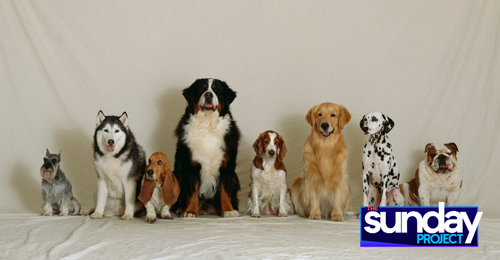Study Finds Bigger Dog Breeds Are Better Well-Behaved And Less Aggressive Than Smaller Breeds