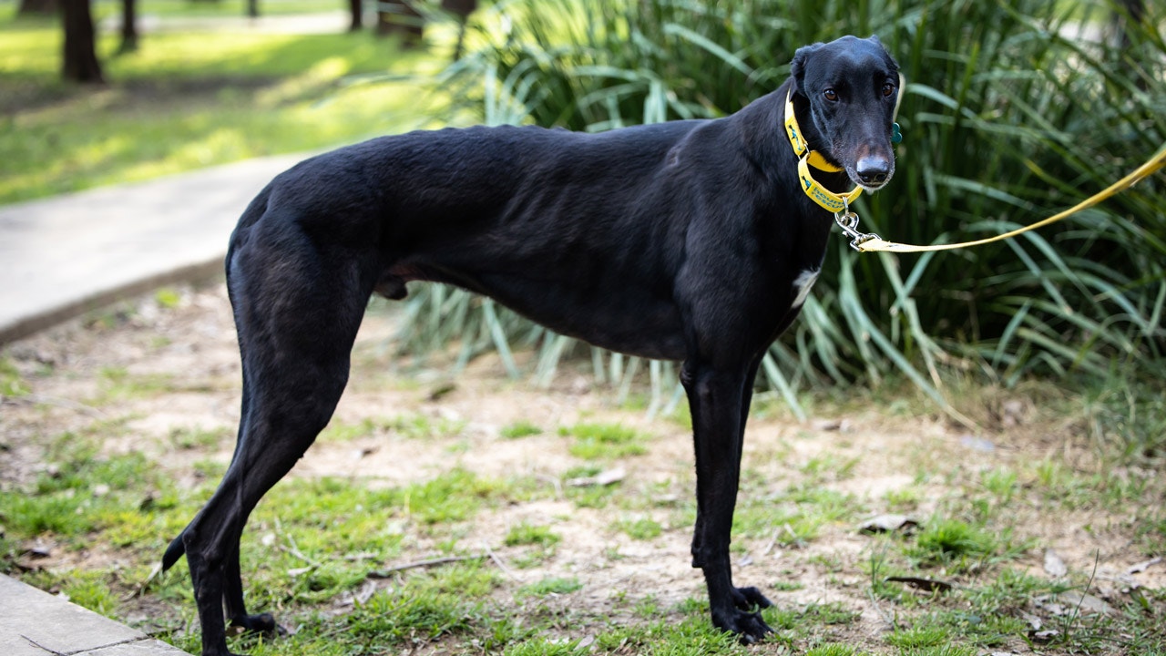 black greyhound puppy