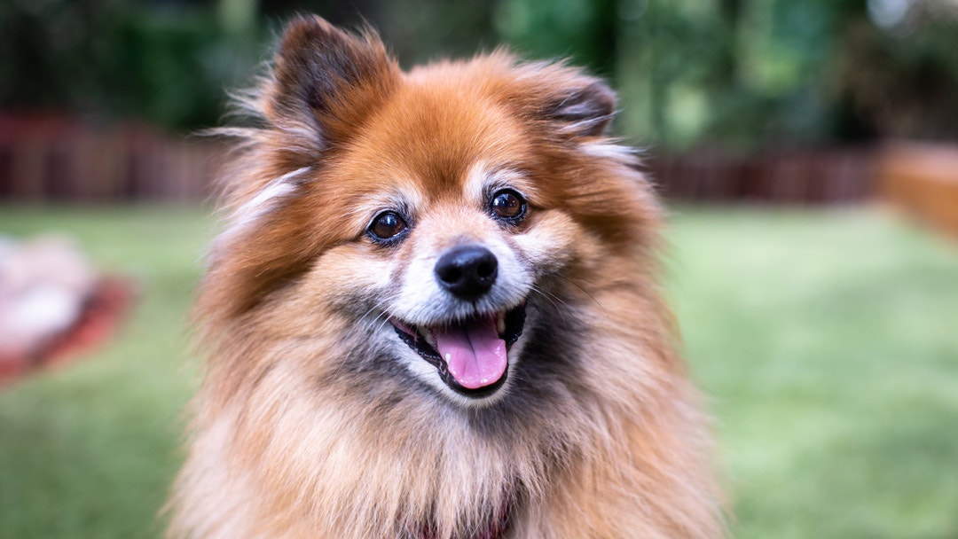 Pomeranian store cross kelpie