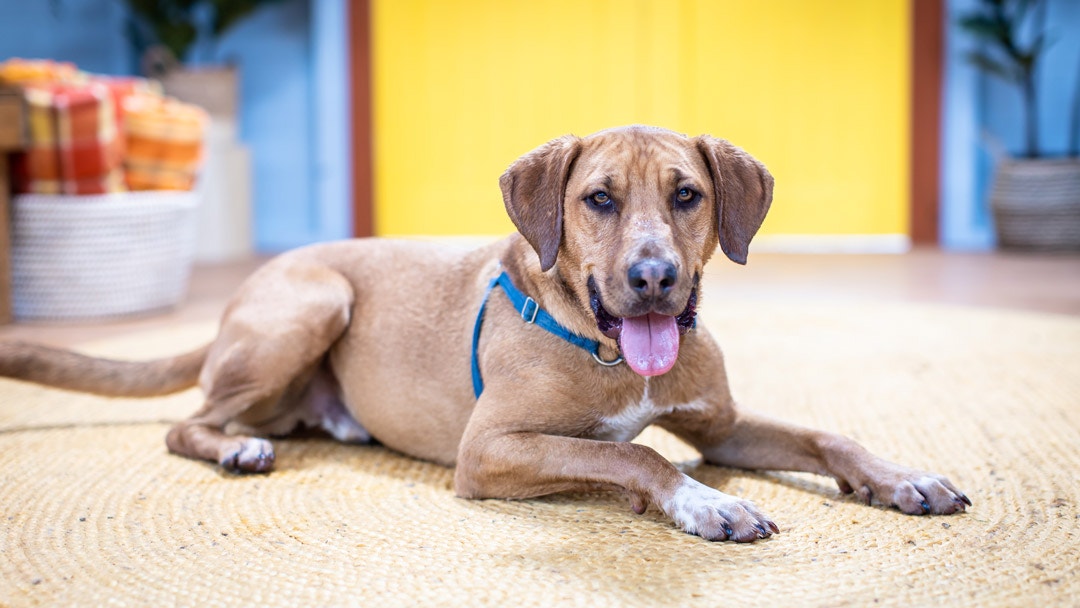 Archie the golden retriever cheap