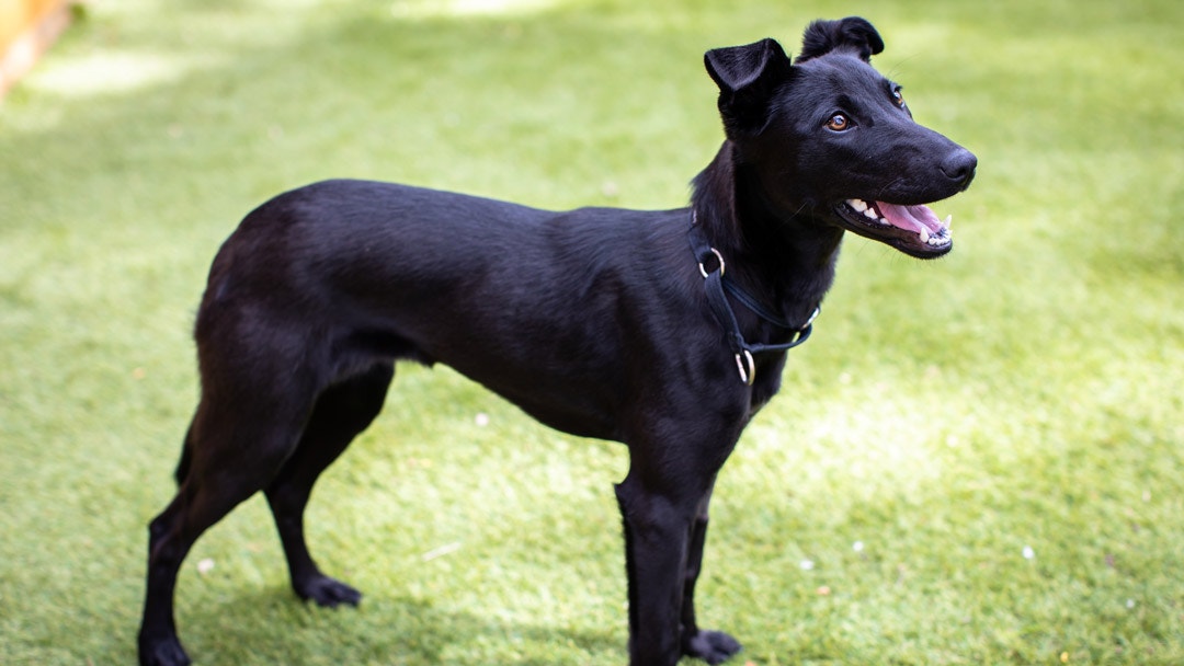 Kelpie store cross greyhound