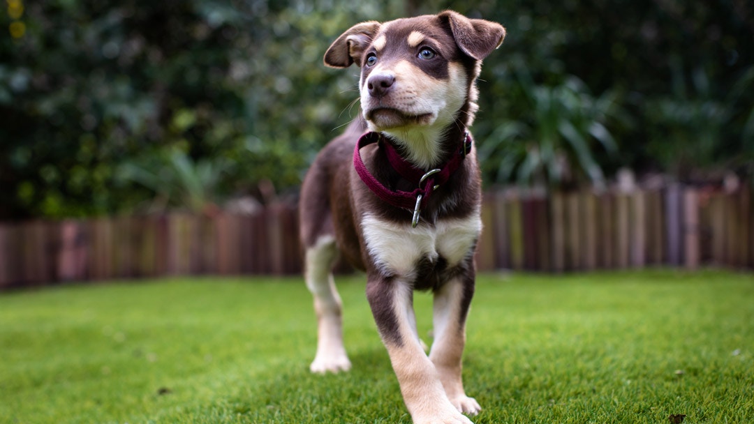 Kelpie 2024 cross dog