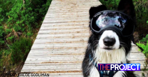 Border Collie With Rare Eye Condition Has Adorable Custom-Made 'Doggles' So He Can Venture Outside Again