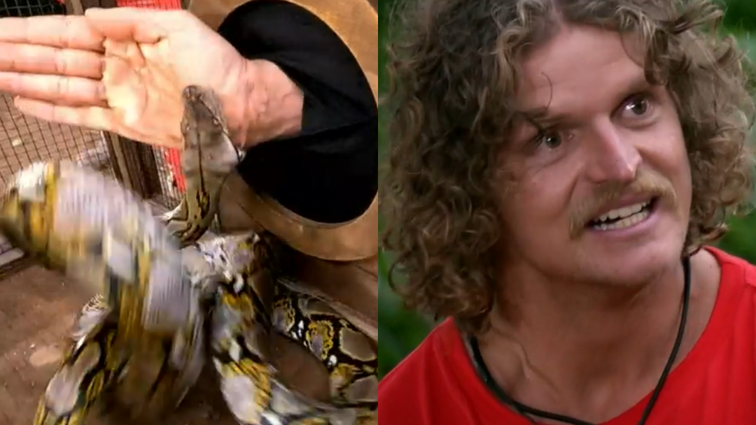 Latched On Something Chronic': Nick Cummins Bitten By Snake In Horror Trial  - Network Ten