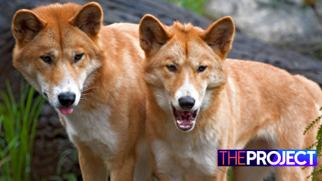 An Identity Crisis for the Australian Dingo